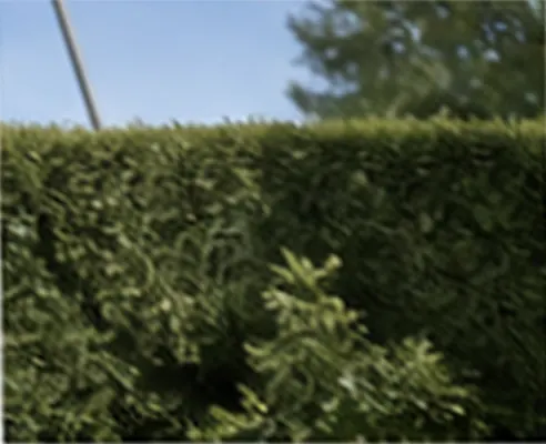 Dichte gepflegte Hecke an einer Außenanlage